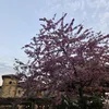 kt7088694