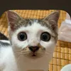 Hông thik ăn rau cải