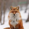 sillyfox_tb
