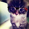 amo_i_gatt1