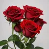 samiha7221