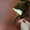 Phụ Kiện Chó Mèo 😼 🐶