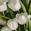 tuliploveslatte