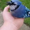 definitely.a.blue