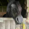 flossie.xbez