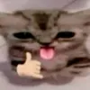 xzxsfcc