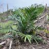palmoil30