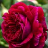 nilakash367781