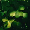 papaadayfinds1
