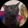 Cái mew gì vậy?