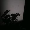 _flwhzew