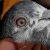 strongforcepigeon