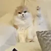 nana.h.r