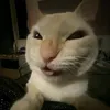 mywmko0
