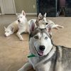 thehuskyestatesfl