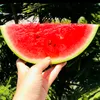 watermelon43515