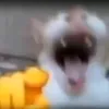 on_vv