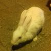 ahmet21_x