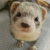 oysterferret