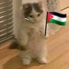 freepalestina96