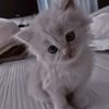 nastyshca_lyu