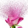 rose_y2k1