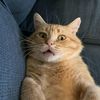 _catso00