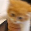 citrus_kiki
