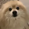vihmar333