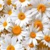 maryam.karam1