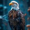 bilal.bilal81452