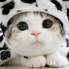 nur.qalesyah6199