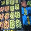 mzlommohamt36