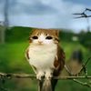 itreasurecats
