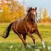 The HORSE 🐴