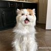 gizmobizmofanpage
