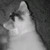 edelweis_809
