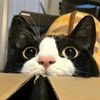Scribbled Cat