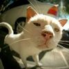 funny_pet.lover