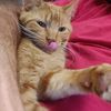 cat.dad.for.life