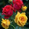 user9326096161106