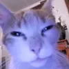 jhade447