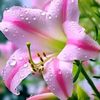 aung.aung90005