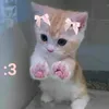 the_real_minicat