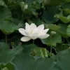 nhuy01684