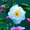 hassanaliabdulhadi