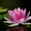 fnhng.linhu
