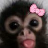 siartsbear_srh