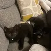 patty_selma.cats