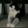 balerina_capucino_